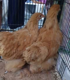 Golden buff 6 month hens