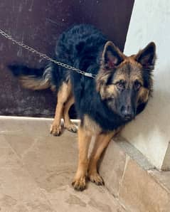 german shepherd for sale