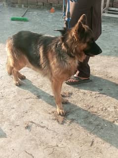 German shepard