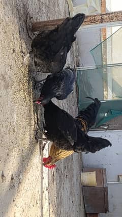 Australorp,