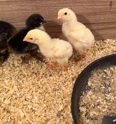 Shamo Chicks | white shamo | black shamo | shamo  | shamo egg