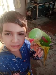 kashmiri Raw parrot fully taking parrot