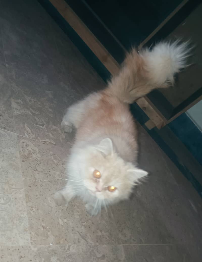 Punched Face Persian Cat Male 0