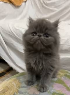 piki/peke/persian kitten