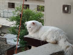 Persian cat for sale Blue eyes and all ok cat