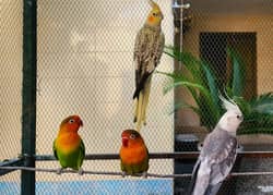 cockatiel and fisher pair