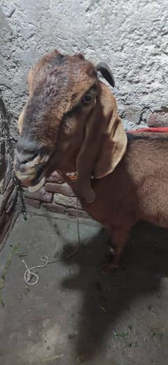 Ik Dasi Bakrii Sath Pair Male Female or Ik Bakra Age 2.5 Month