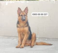 German Shepherd Long Coat Female