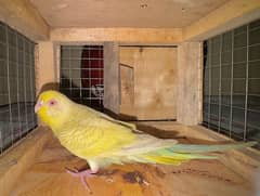 red eye female budgie