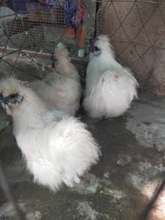 silki white hens