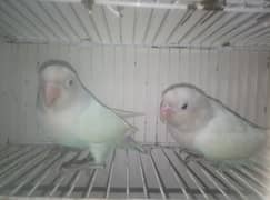 Love birds pair