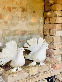 White American pigeon