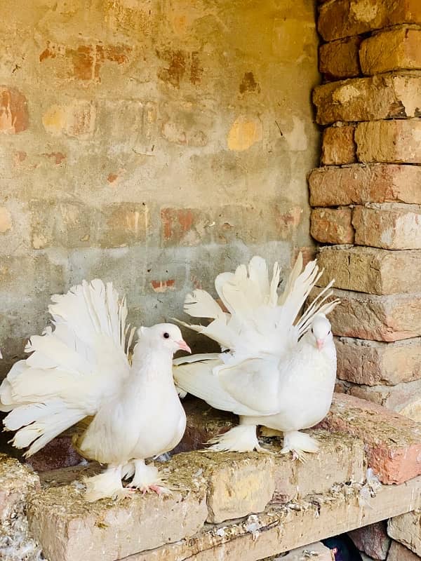 White American pigeon 1