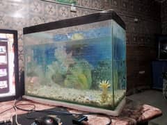 fish aquarium