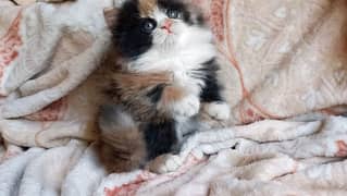 Persian Calico Top Quality Kitten