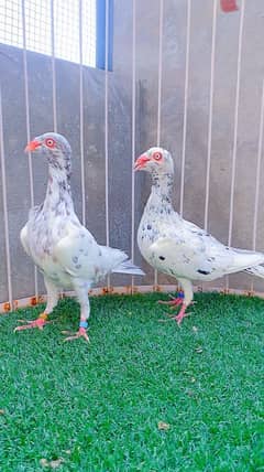 fancy Pigeon available