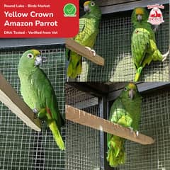 Yellow Crown Amazon Parrots Breeder Pair for Sale – DNA Tested 