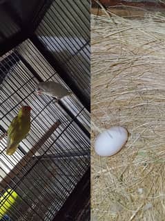 Decino into ALBINO RED EYES breeder pair with eggs