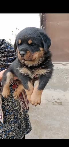 Top Quality Rottweiler Female pup