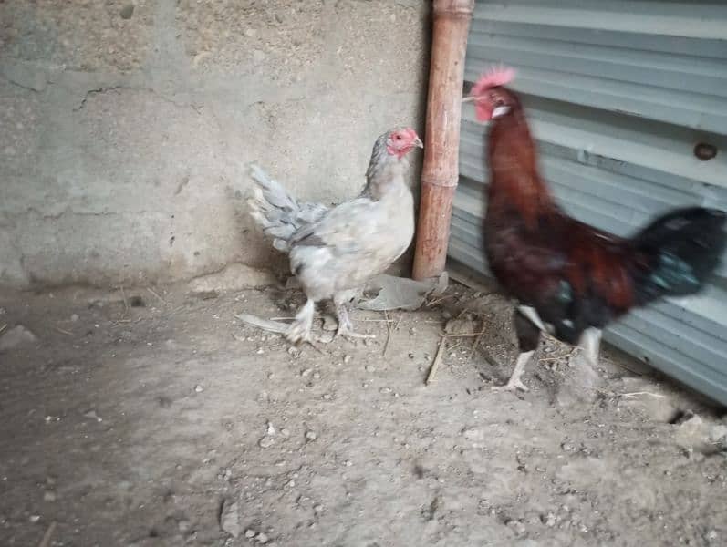 hens for sale 0