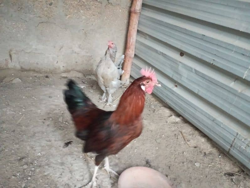 hens for sale 2