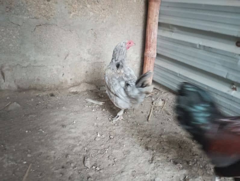 hens for sale 3