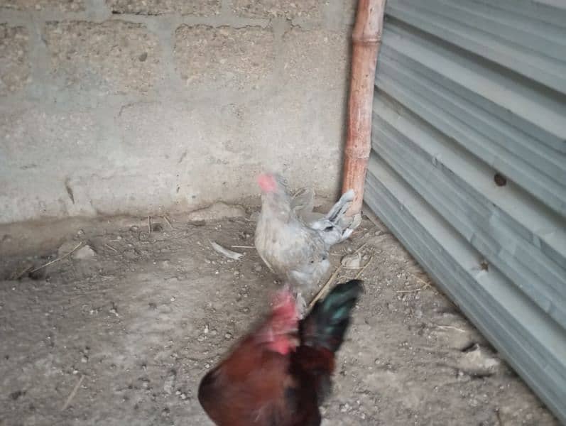 hens for sale 5