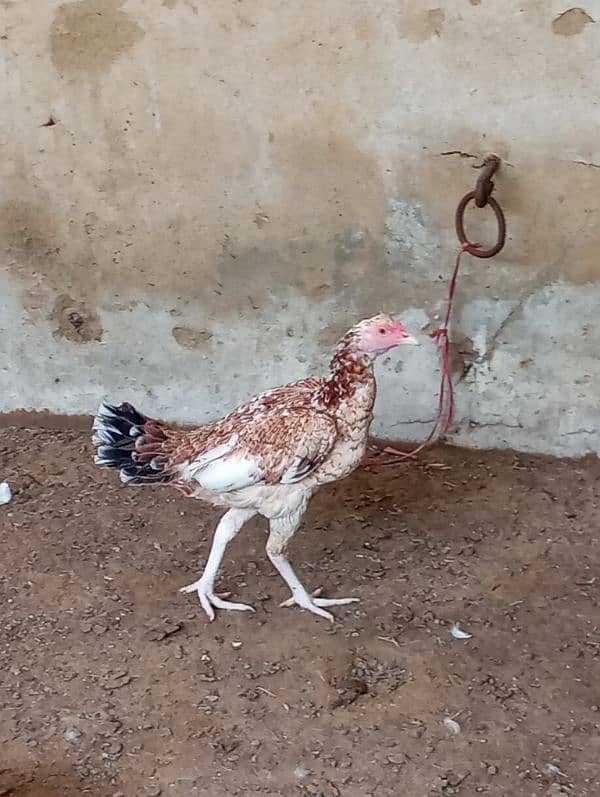 hens for sale 6