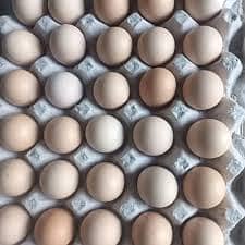 Dasi eggs for sale 3