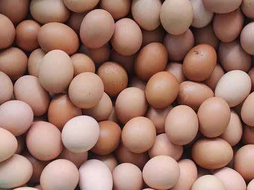 Dasi eggs for sale 4