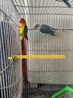 lovebirds for sale parrot