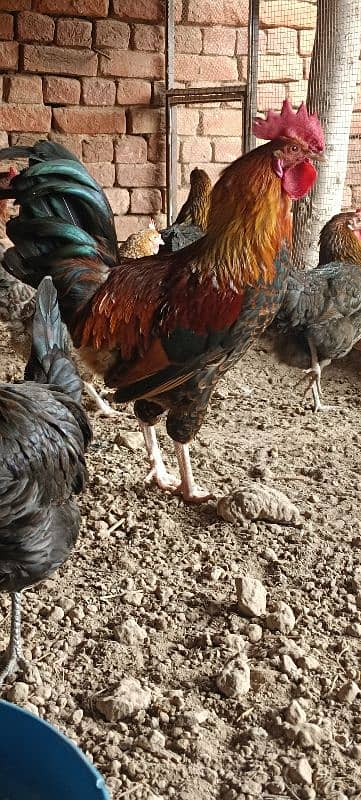 Golden Misri Hens/ Egg Laying Hens 1