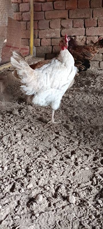 Golden Misri Hens/ Egg Laying Hens 2