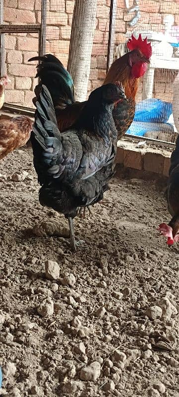 Golden Misri Hens/ Egg Laying Hens 3