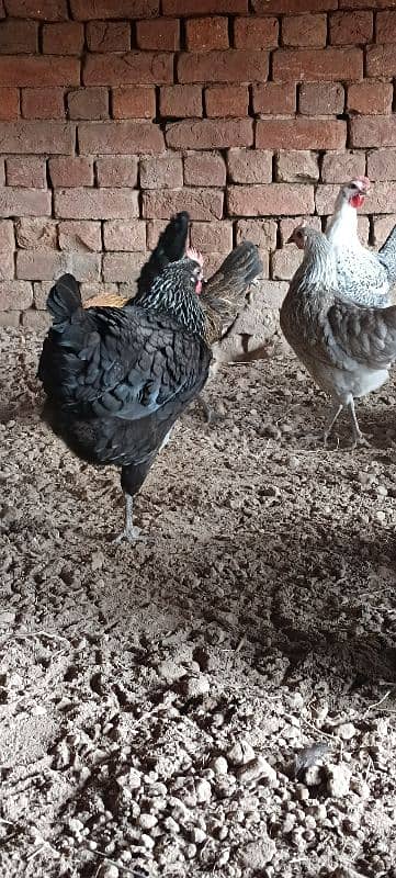 Golden Misri Hens/ Egg Laying Hens 4