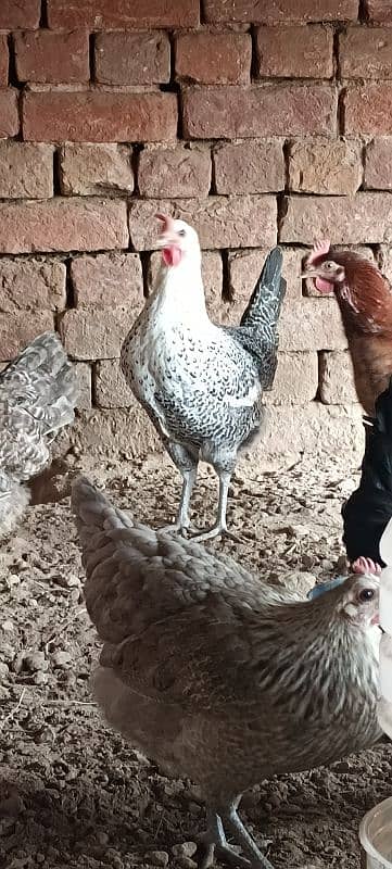 Golden Misri Hens/ Egg Laying Hens 5