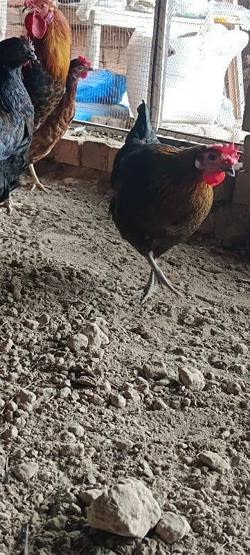 Golden Misri Hens/ Egg Laying Hens 6