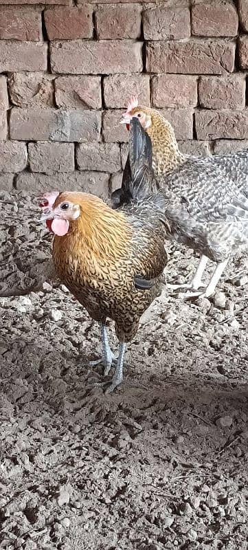 Golden Misri Hens/ Egg Laying Hens 7