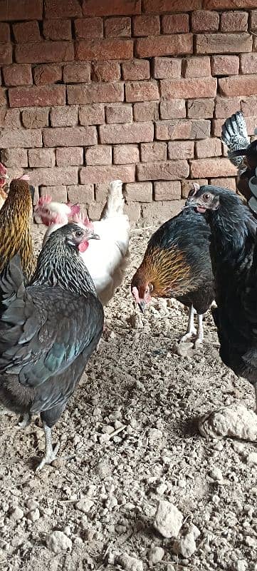 Golden Misri Hens/ Egg Laying Hens 8