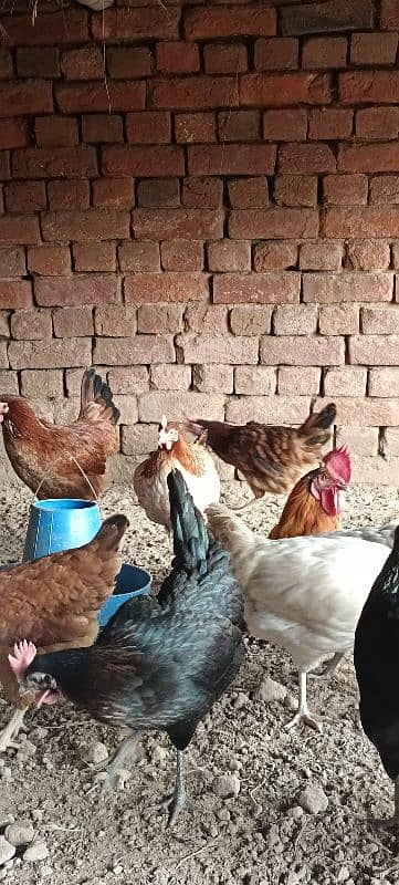 Golden Misri Hens/ Egg Laying Hens 9