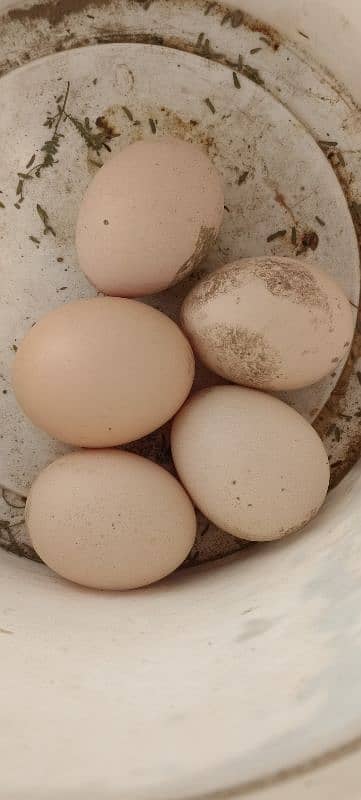 Golden Misri Hens/ Egg Laying Hens 10