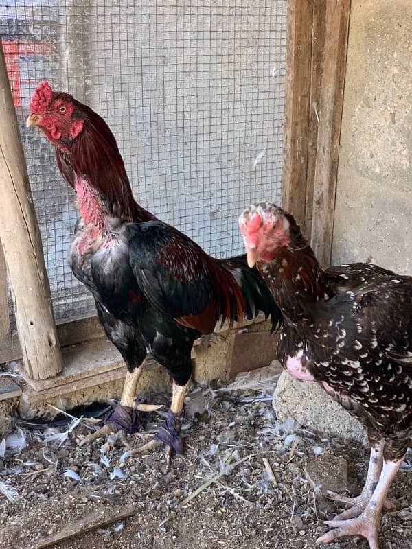 Aseel pair for sale 6