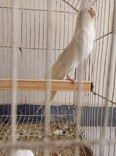 eno pied male cockatiel