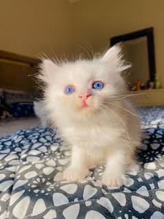 Pure Persian kittens with blue eyes . Double coated hairs Age 45 days