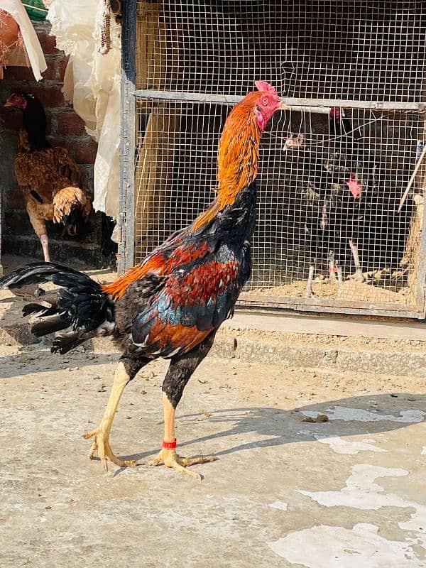 Aseel Bharmi +Pokya cross 2 Males Available 0