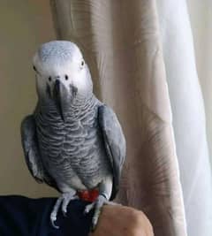 03323055712call wathsap African gerry parrot urgent for sale