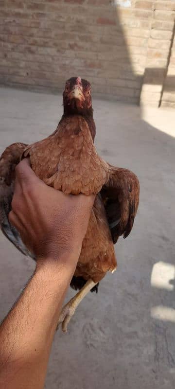 2 Aseel hens for sale 03113742131 0