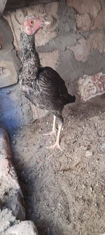 2 Aseel hens for sale 03113742131 1