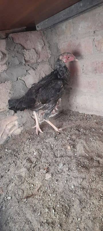 2 Aseel hens for sale 03113742131 2