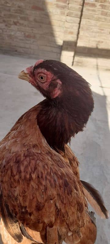 2 Aseel hens for sale 03113742131 3